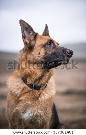 German shepherd security dog looking and listening