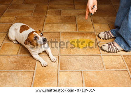Jack Russell Terrier lying beside it\'s accident while being scolded