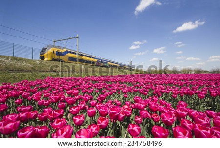 Yellow train speeds past fields of red flowers in Holland