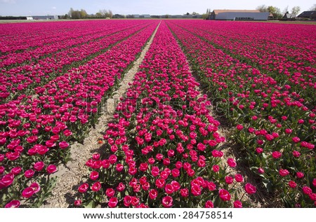 Farm fields with red flowers in Holland