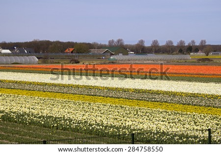 Farm fields with flowers in Holland