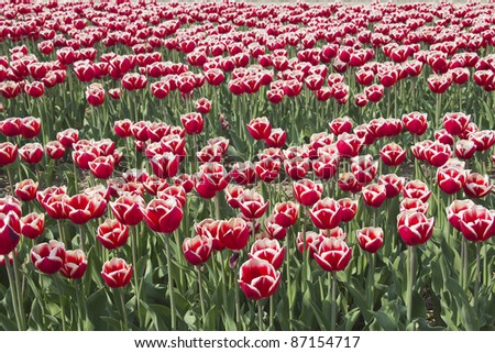 Flowers in a flower field in Holland