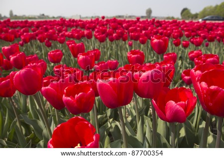 Flowers in a flower field in Holland