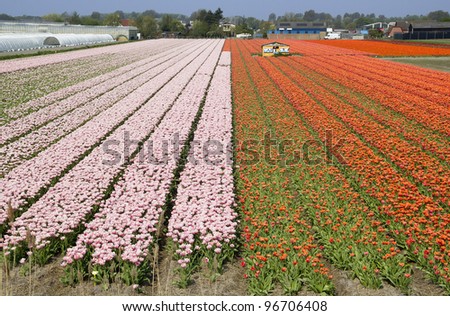 Fields with flowers in Holland