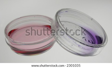 tissue culture dish filled with culture media
