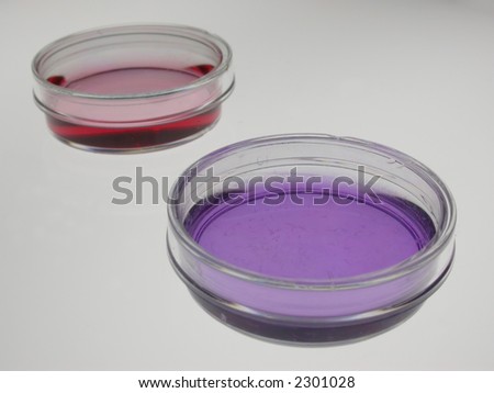 tissue culture dish filled with culture media