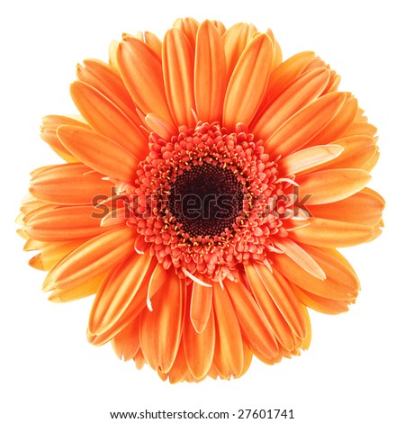 Daisy+flower+white+background