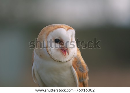 Three-quarter shot of captive barn owl with its beak open