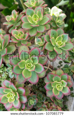 Sedum plants used for green buildings and roofs