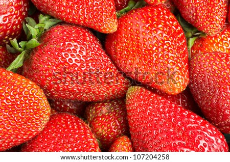 Fresh red strawberries harvested and ready to eat