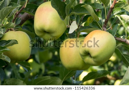 Four ripe yellow apples on the tree in the orchard