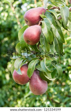 Red pears growing in a pear orchard
