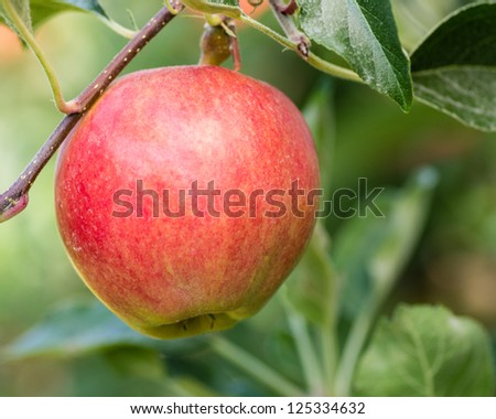 Single Gala apple in the apple orchard