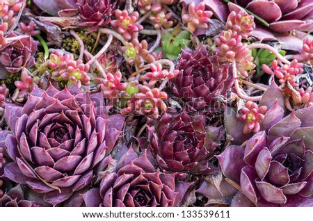 Sedum plants used for a green roof project