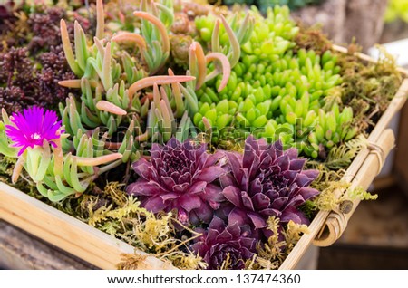 Sedum and sempervivium plants suitable for green roof applications