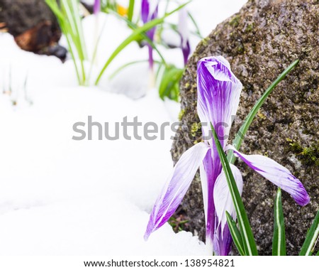 Crocus flowers bloom despite a fresh snow fall