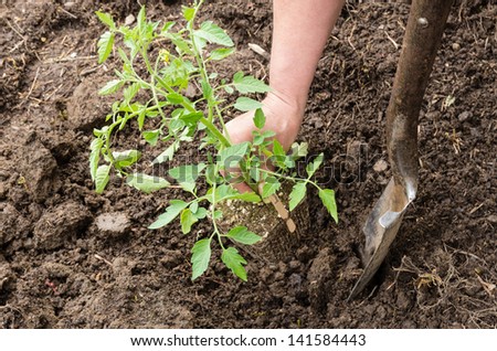 A home vegetable garden being prepared for planting tomatoes