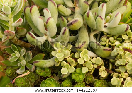 Sempervivum or sedum plants for use with sustainable construction roof