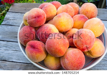 A bowl of freshly harvested yellow peaches