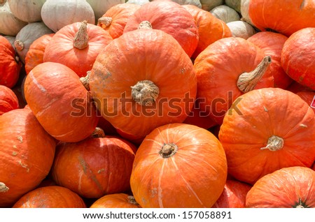 Orange winter squash on display at the farmers market