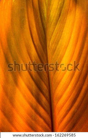 A golden orange canna lily leaf showing the texture and leaf veins