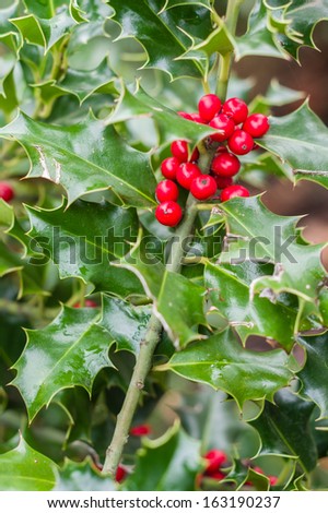 Holly bush showing red berries for decoration