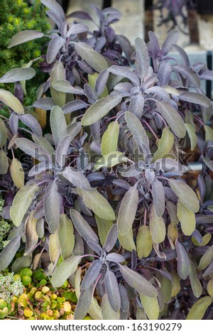 Purple sage herb plants growing in the garden