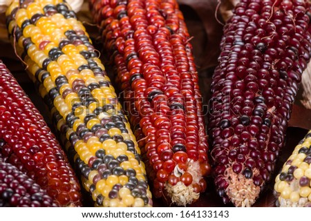 Decorative indian corn used for fall harvest display decoration