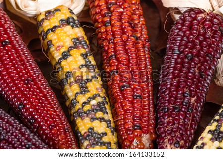 Decorative indian corn used for fall harvest display decoration