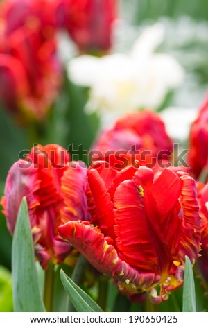Group of red blooming parrot tulip flowers