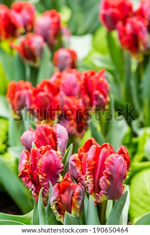 Group of red blooming parrot tulip flowers
