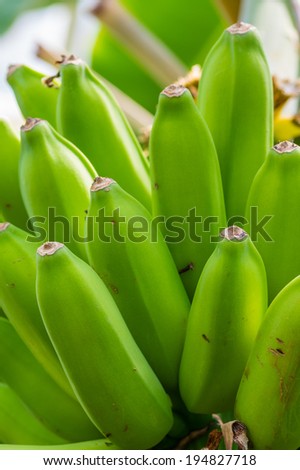 A banana plant with green banana fruit nearly ready for harvest