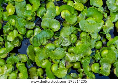 Water Hyacinth a tropical invasive species of water plant