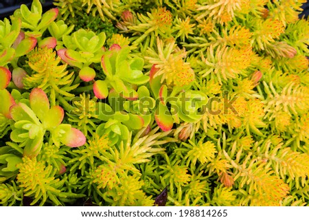 Sedum or sempervivum plants for use in planted roof