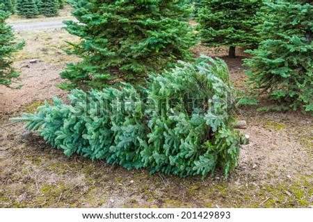 A Christmas tree cut and ready to move at a tree farm