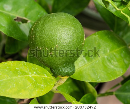 Fresh green lime on a lime tree