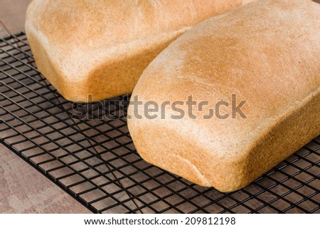 Loaves of fresh baked whole wheat bread on a cooling rack
