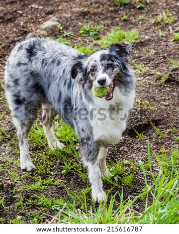 Australian Shepherd dog retrieving a ball