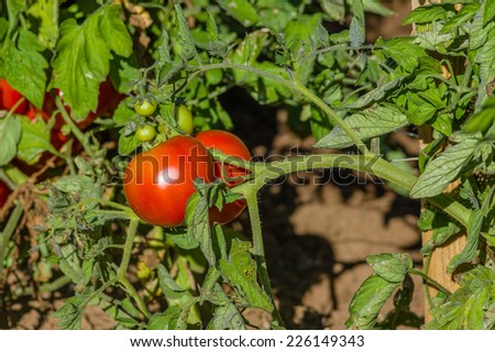 Tomato vine with ripe tomatoes