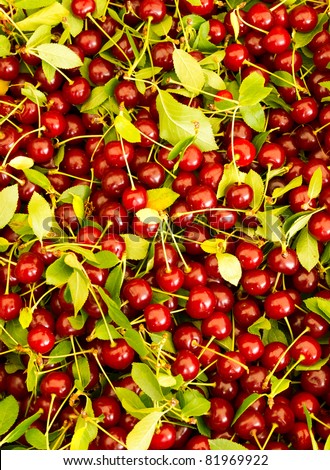 Fresh picked sour pie cherries on display at the farmer\'s market