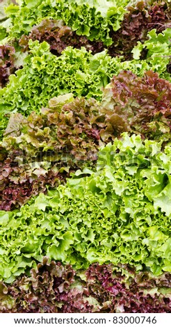 Red and green leaf lettuce on display at the farmer\'s market