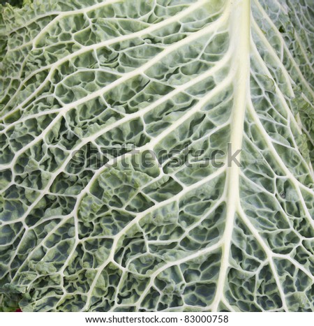 Cabbage leaf showing texture and leaf veins
