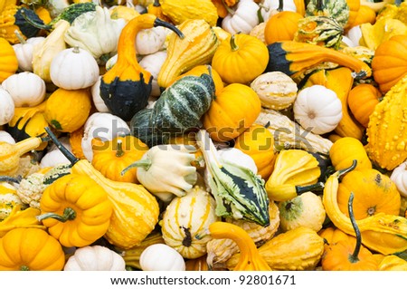 Just picked colored gourds of assorted types ready for sale as fall decorations