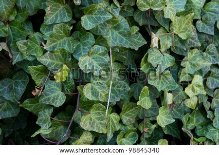 Hedera helix a vining invasive plant used as an ornamental