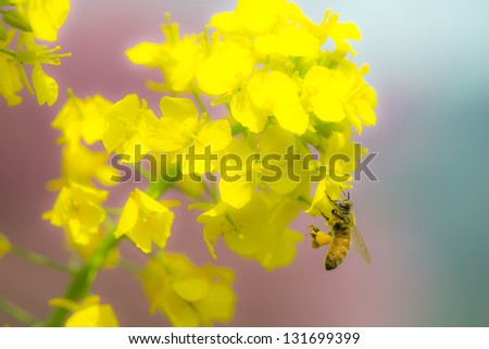 Honey bee collecting nectar from a Rape blossoms, And she attached heart-shaped pollen on her legs / heart-shaped pollen /spring time
