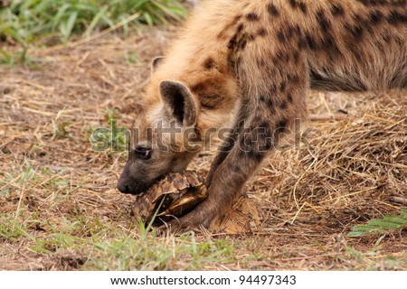 Hyena Eating