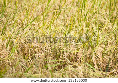 golden rice field in Thailand country