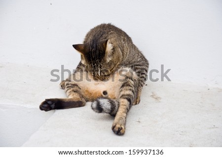 cat cleaning itself for hygiene