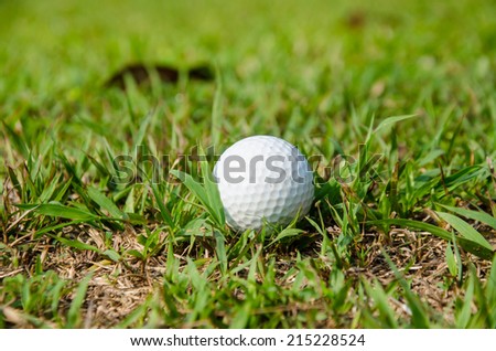 old golf ball on green for play