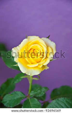 Yellow rose on violet background